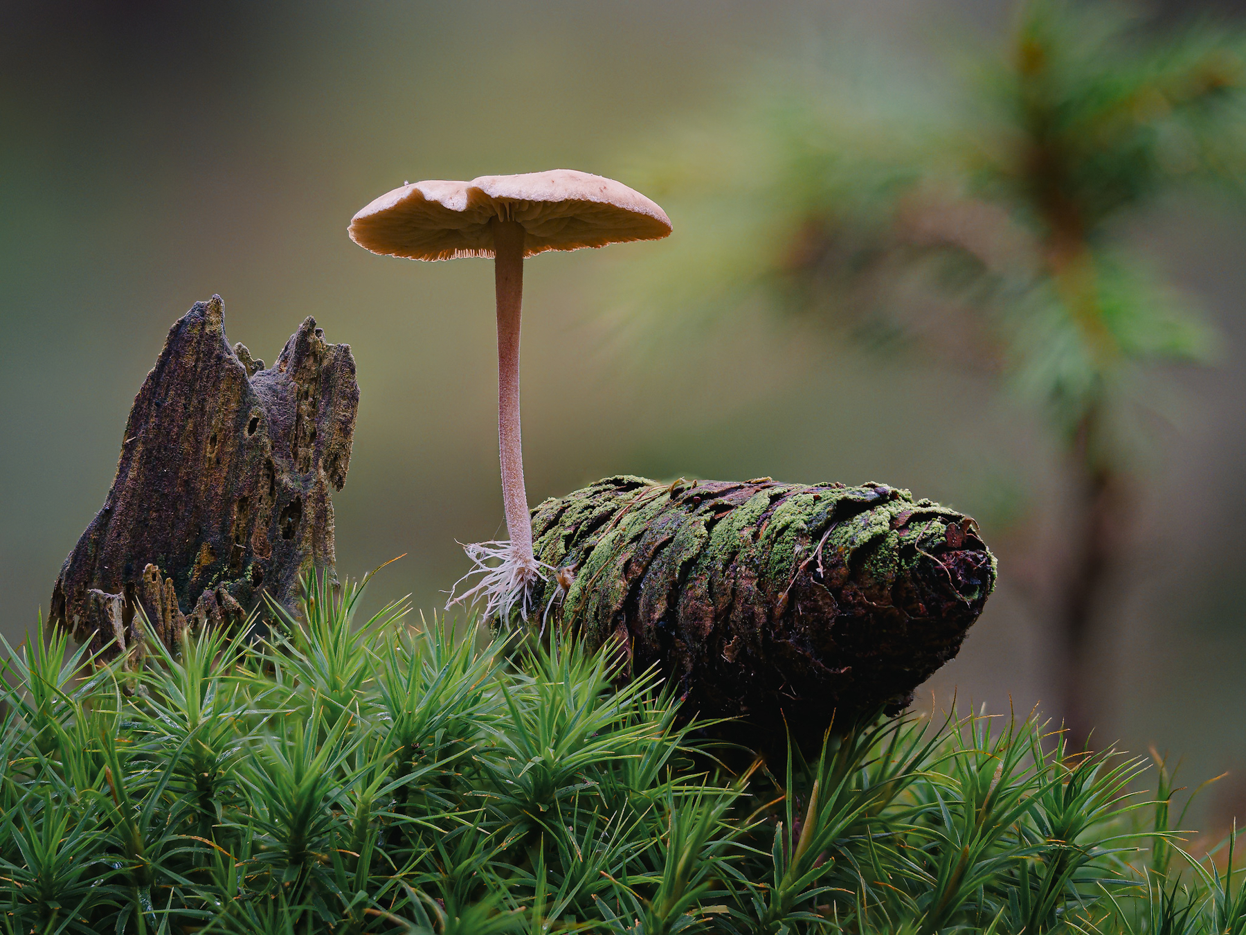 Auto-generated description: A small mushroom grows beside a moss-covered pine cone amidst lush green foliage.