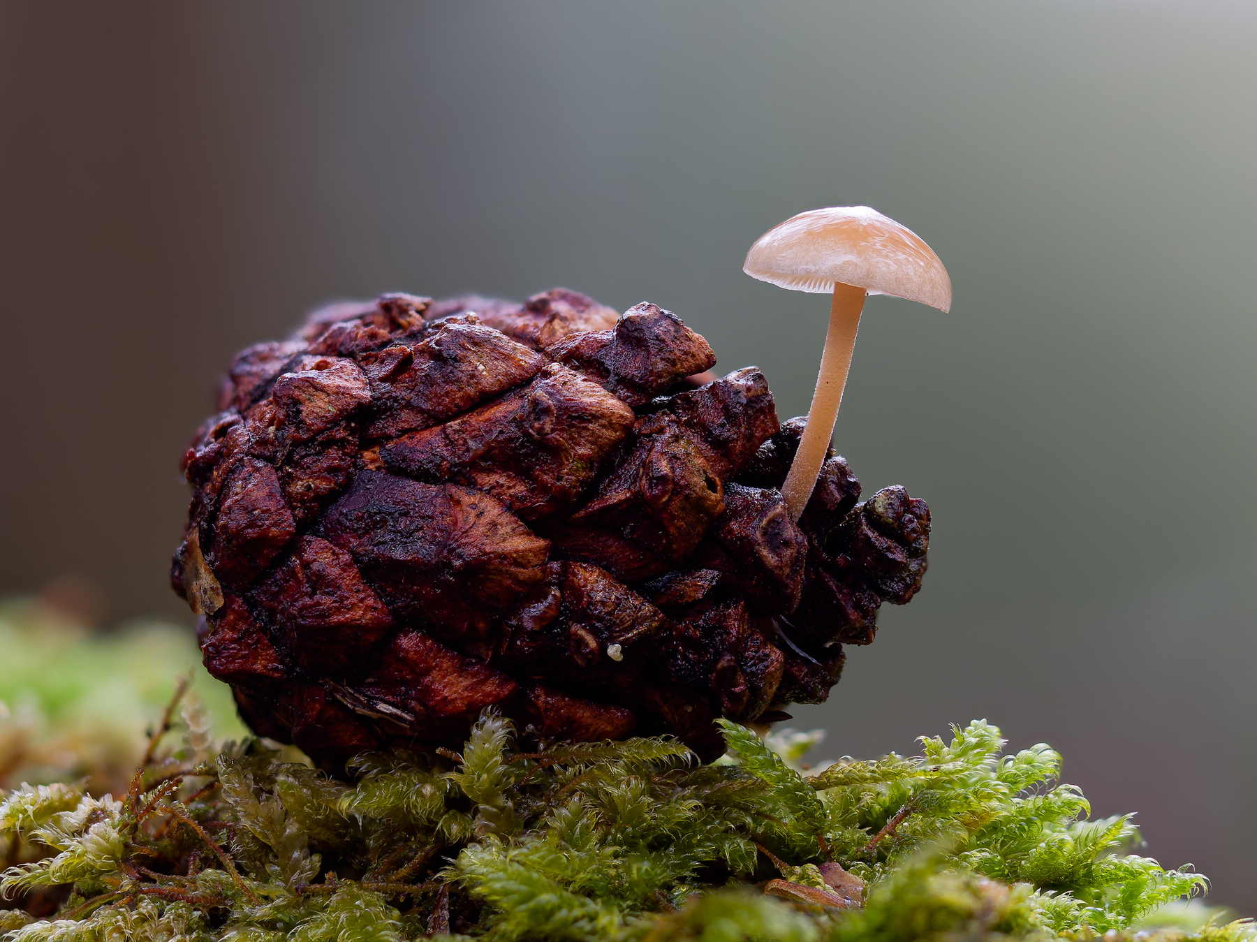 Auto-generated description: A small mushroom is growing out of a pine cone resting on a bed of moss.