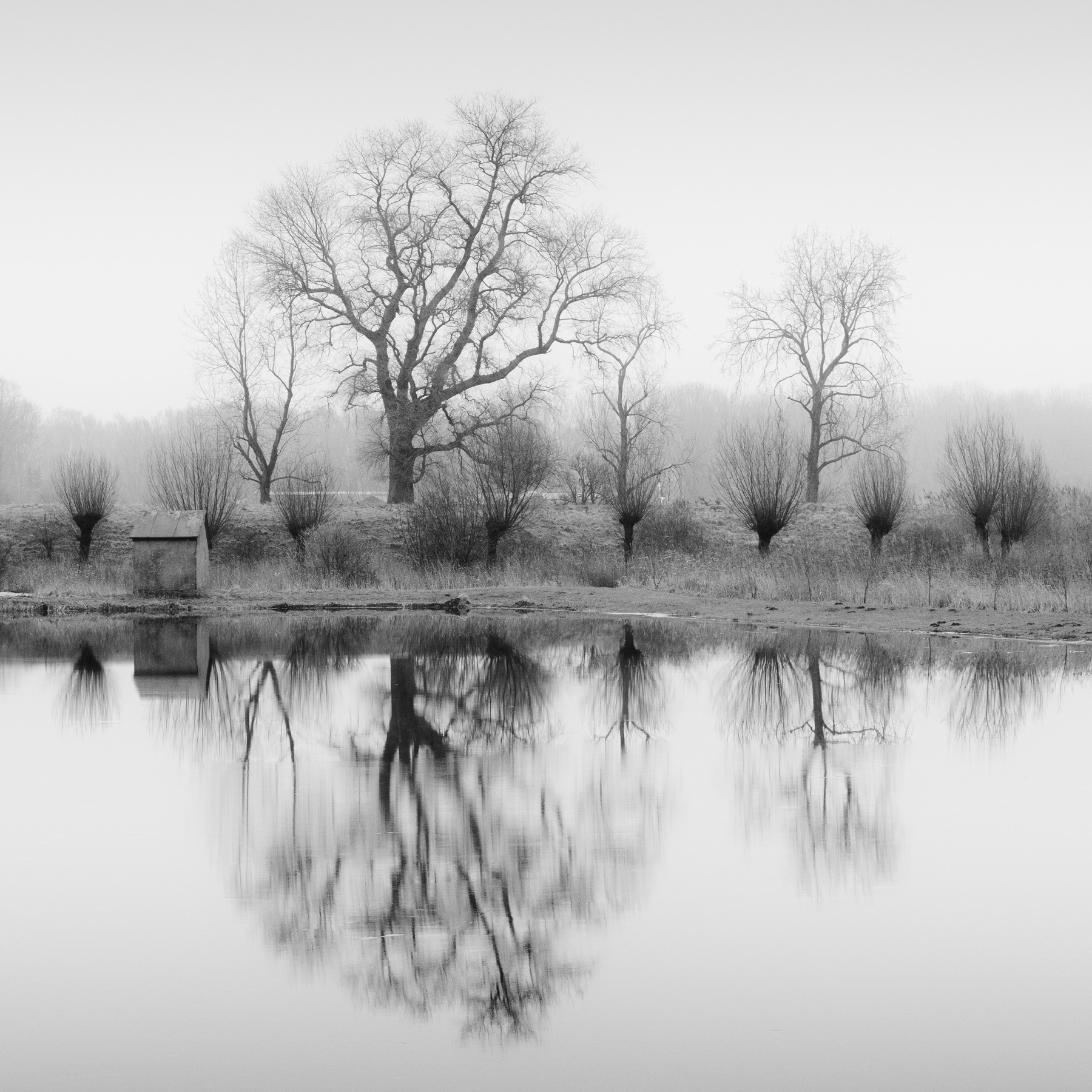 Auto-generated description: A serene, foggy landscape features bare trees and their reflections on a still body of water, with a small shed nearby.